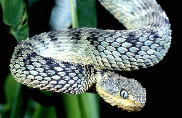 vipère verte des feuillages ou atheris