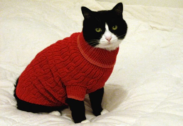 108 Photos De Chats Avec Leurs Petits Pulls Trop Mignons