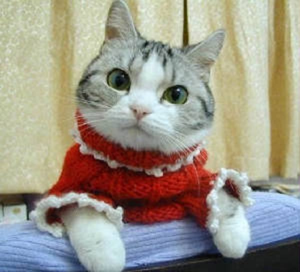 Tenue rouge style NOËL pour chat