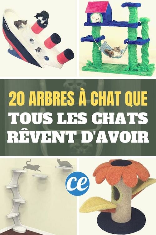 Les Meilleurs Arbres A Chat Que Tous Les Chats Revent D Avoir