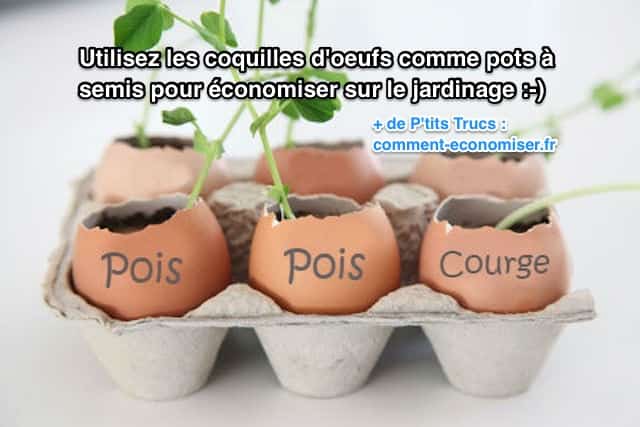 semis de graines dans coquilles oeufs