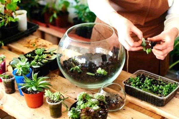 faire son terrarium soi-même avec pot en verre et plante grasse
