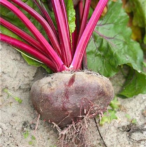 Une betterave Noire d'Égypte dans un potager.