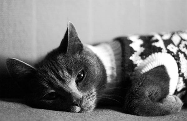 Chat allongé avec un pull à motif