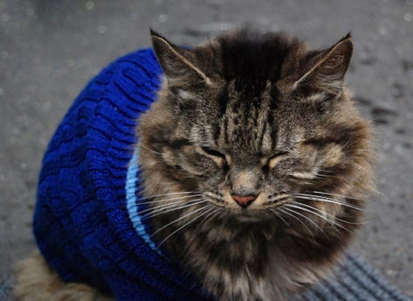 Chat gris qui a les yeux fermés vêtue d'un pull bleu en laine