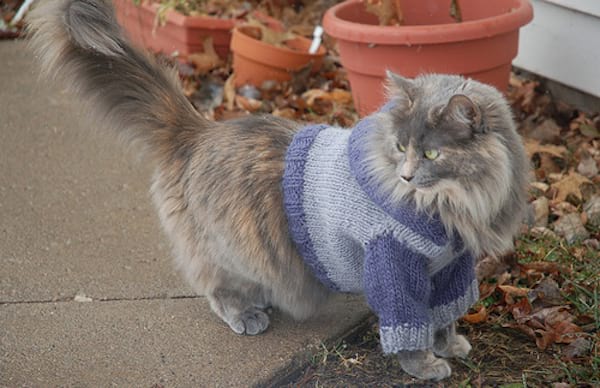 Chat avec beaucoup de poils vêtue d'un pull bleu