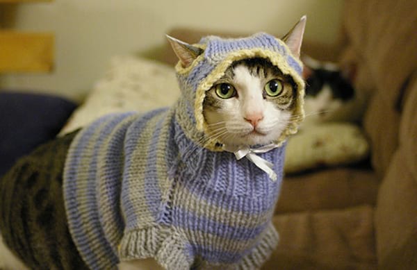 Chat avec un pull bleu et jaune à capuche