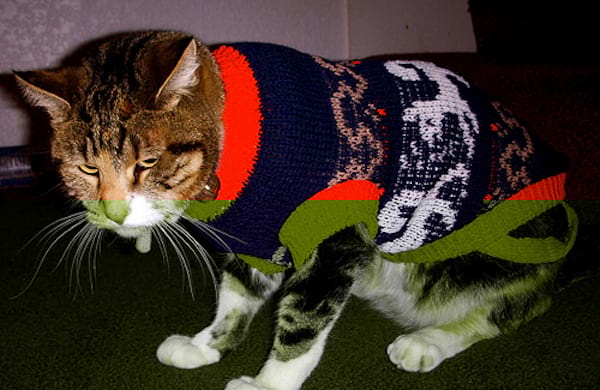 Chat marron avec un pull en laine multi-colore
