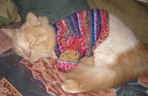 Chat avec un pull en laine de toutes les couleurs
