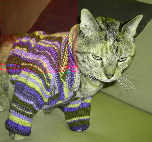 Chat avec un pull en laine multi-colore