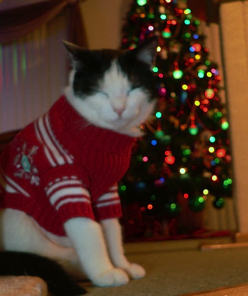 Chat noir et blanc avec les yeux fermés vêtue d'un pull décoré pour noel