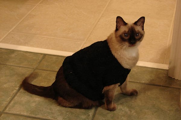 Chat vêtue d'un pull noir