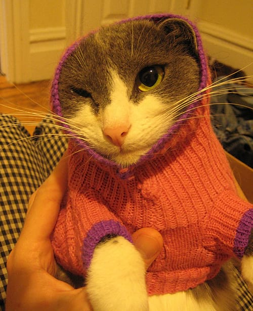 Chat avec pull orange et violet