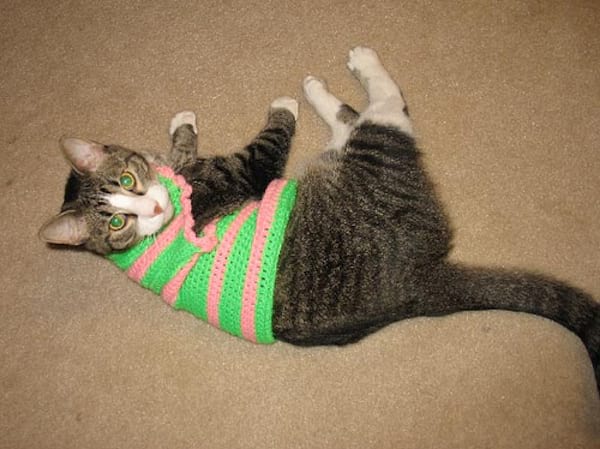 Chat avec un pull à bande verte et rose en laine