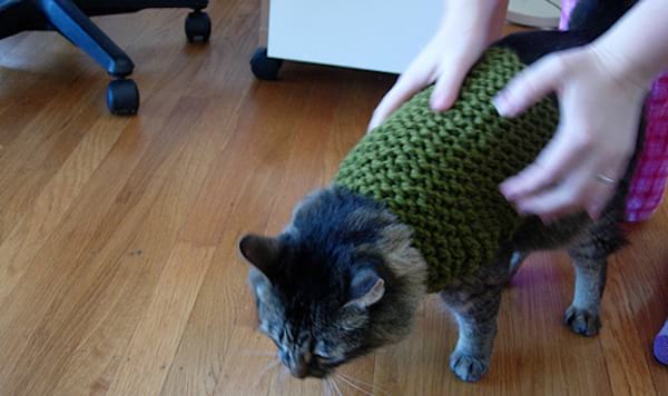 Chat avec pull vert en laine