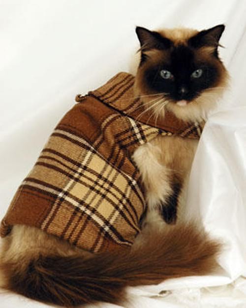 Chat vêtue d'une tenue marron à carreaux