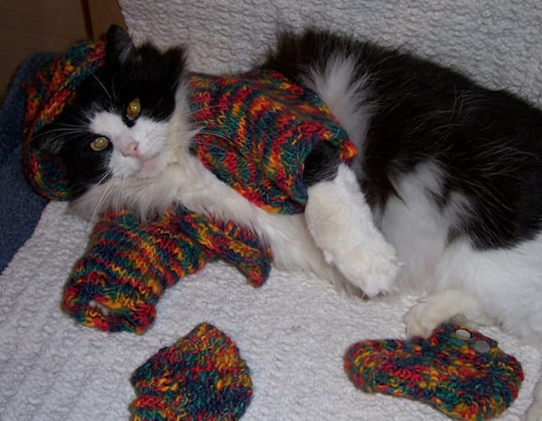 Chat avec une tenue multi-colore