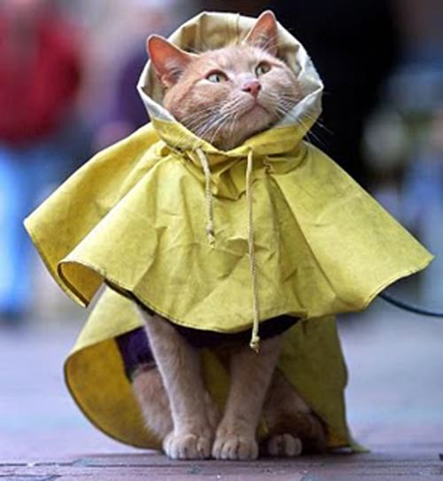 Chat avec une veste de pluie jaune