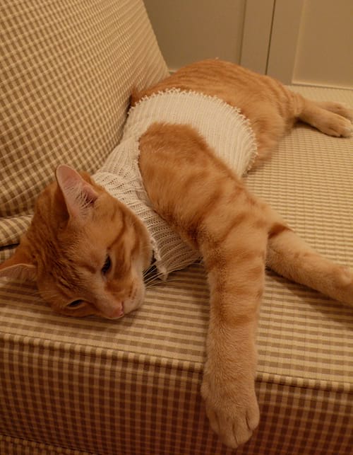 Chat beige allongé vêtue d'un pull blanc en laine