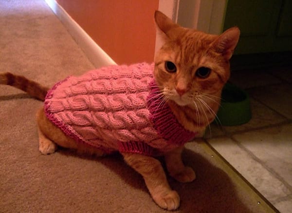 Chat beige avec un pull rose en laine