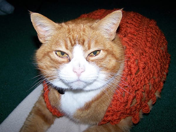 Chat beige avec un pull rouge en laine