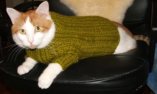 Chat beige avec un pull vert en laine