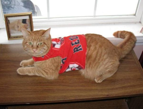 Chat beige avec un pull rouge