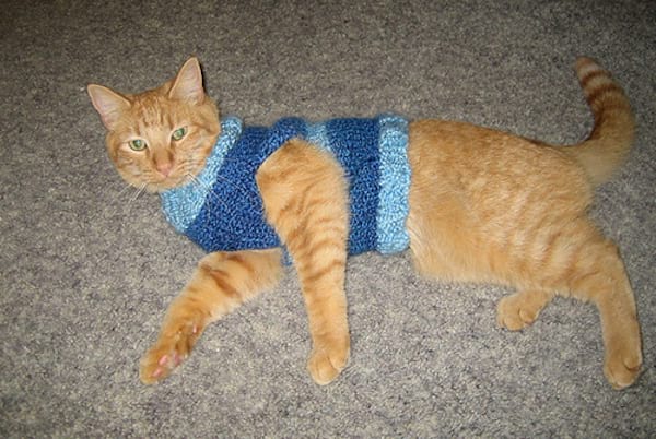 Chat beige couché avec un pull bleu