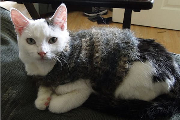 Chat blanc avec un pull gris en laine