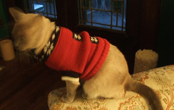Chat blanc avec un pull rouge