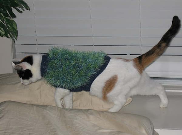 Chat blanc avec un pull vert et bleu