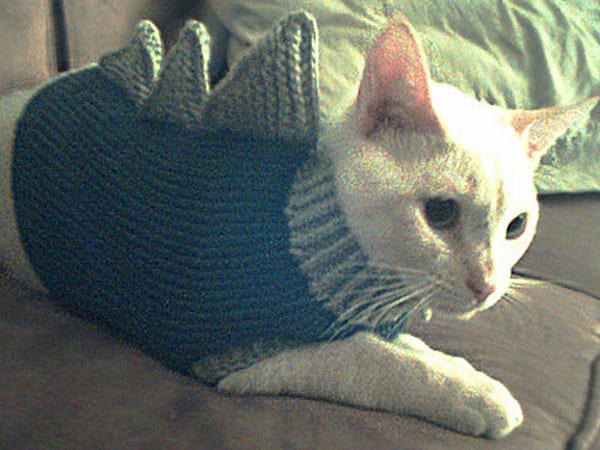 Chat blanc avec une tenue bleue ciel