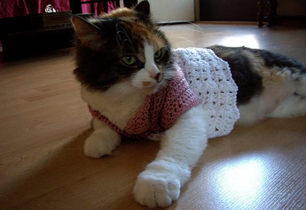 Chat couché avec un pull blanc et rose
