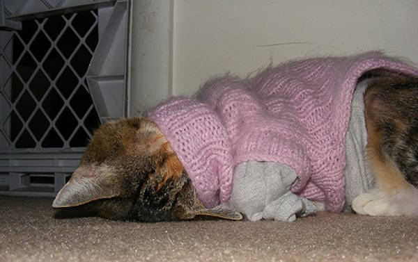 Chat rose avec un pull rose en laine