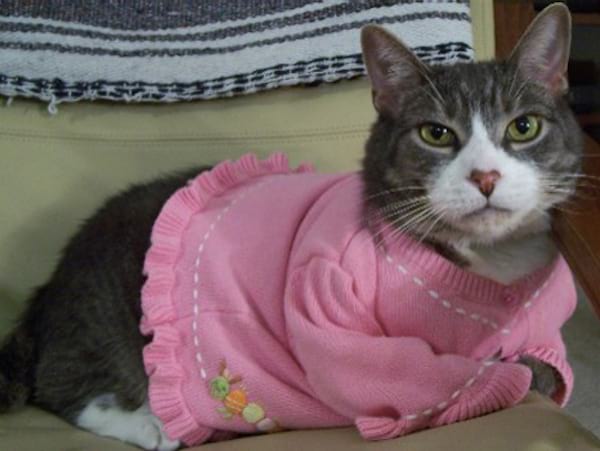 Chat gris avec un gilet rose
