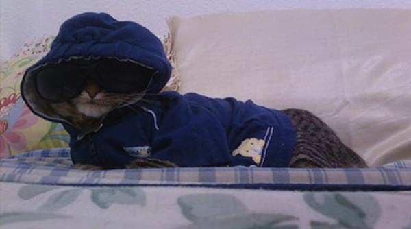 Chat gris vêtue d'un pull bleu foncé et des lunettes pour humains sur le museau