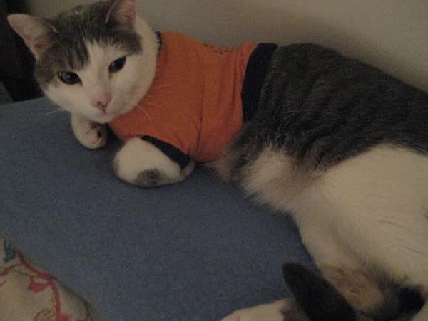 Chat gris et blanc couché avec un pull orange