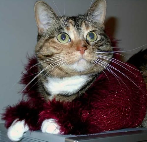 Chat gris avec pull rouge doré