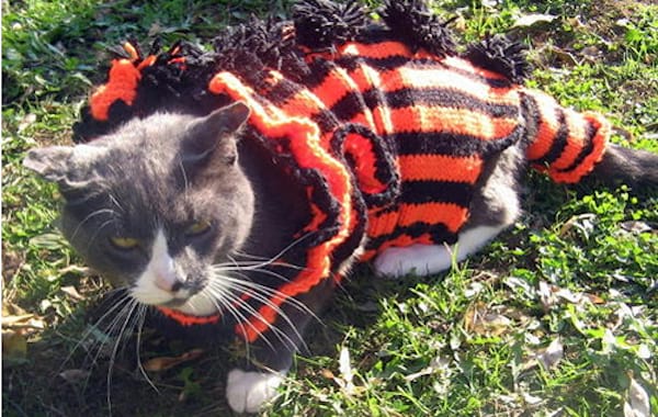 Chat gris avec une tenue orange et noir en laine