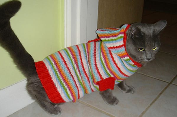 Chat gris avec tenue à capuche multi-colore