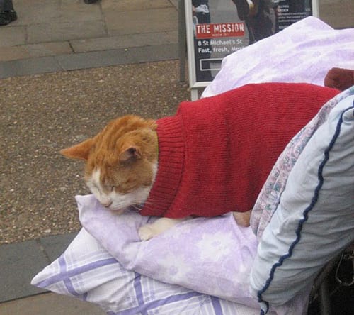 Chat beige vêtue d'un pull rouge