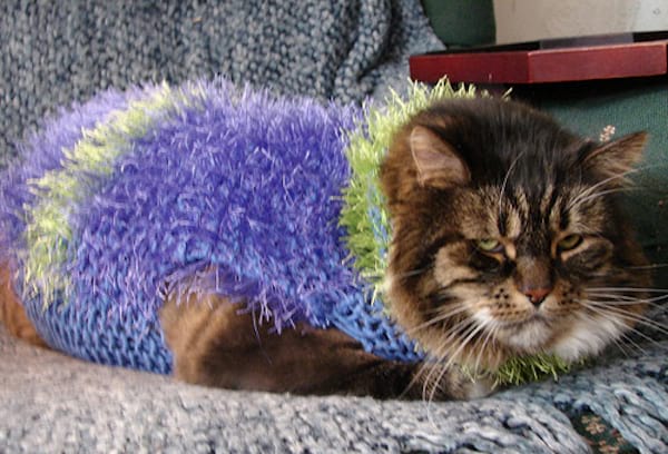 Chat marron avec un pull violet