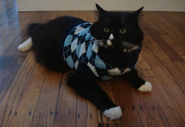 108 Photos De Chats Avec Leurs Petits Pulls Trop Mignons