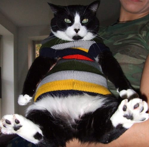 Chat noir enrobé avec un pull en laine à bandes