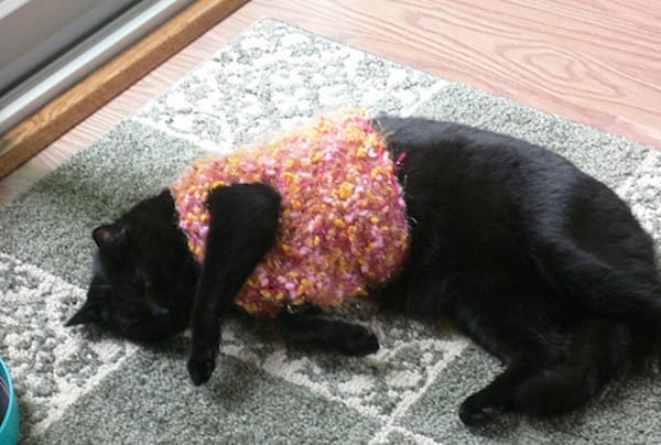 Chat noir avec pull en laine