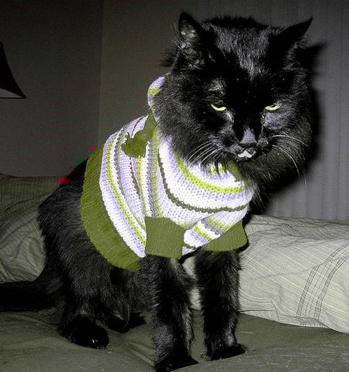 Chat noir avec un pull en laine rose
