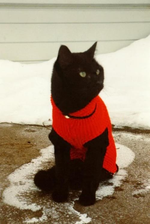 108 Photos De Chats Avec Leurs Petits Pulls Trop Mignons