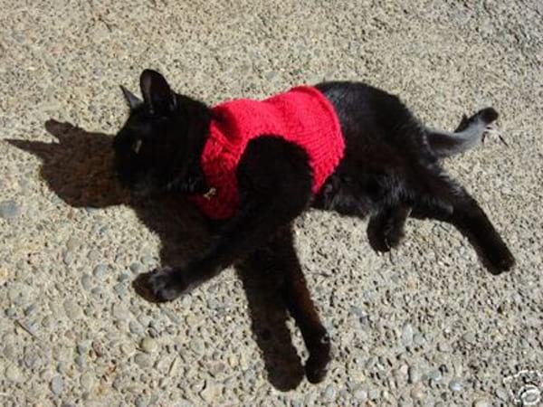 Chat noir vêtue avec un pull rouge en laine