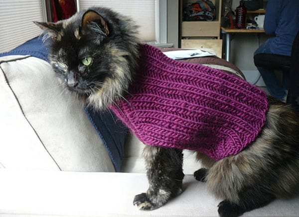 Chat noir avec un pull violet en laine
