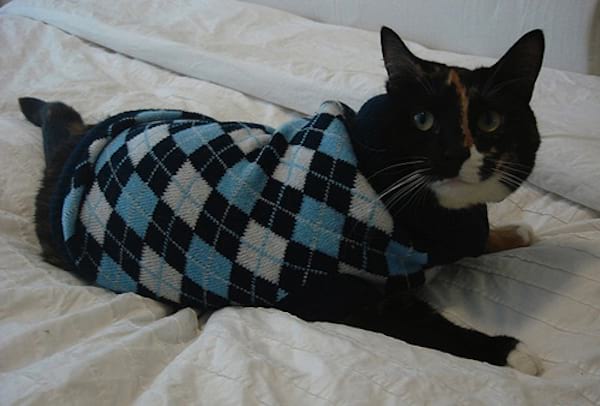 Chat noir avec un pull bleu à triangle